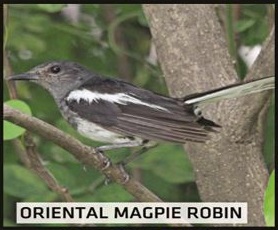 Oriental Magpie Robin